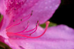 花蕊