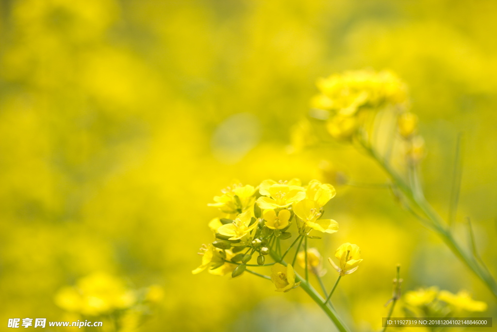 油菜花