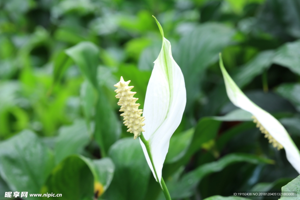 白鹤芋