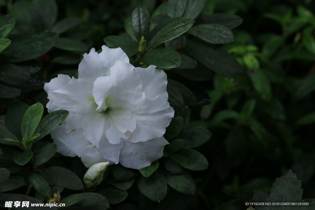 白杜鹃花