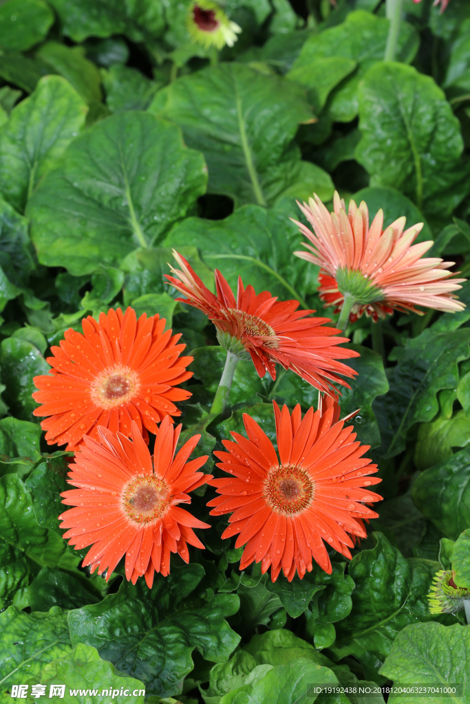非洲菊