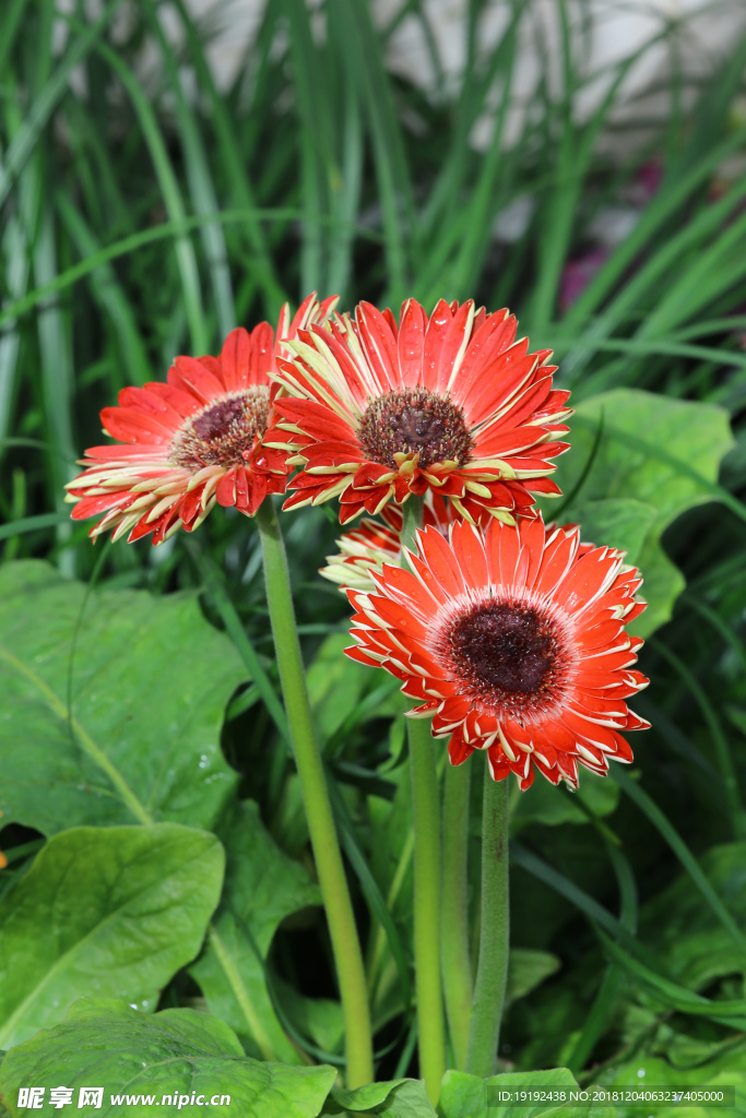 非洲菊