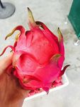 火龙果