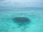 海洋生物