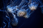 海洋生物