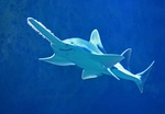 海洋鱼类