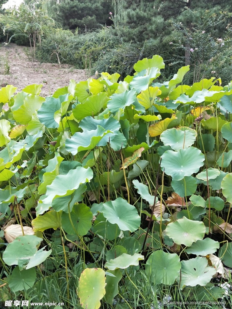 翠绿的荷叶