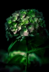 花球
