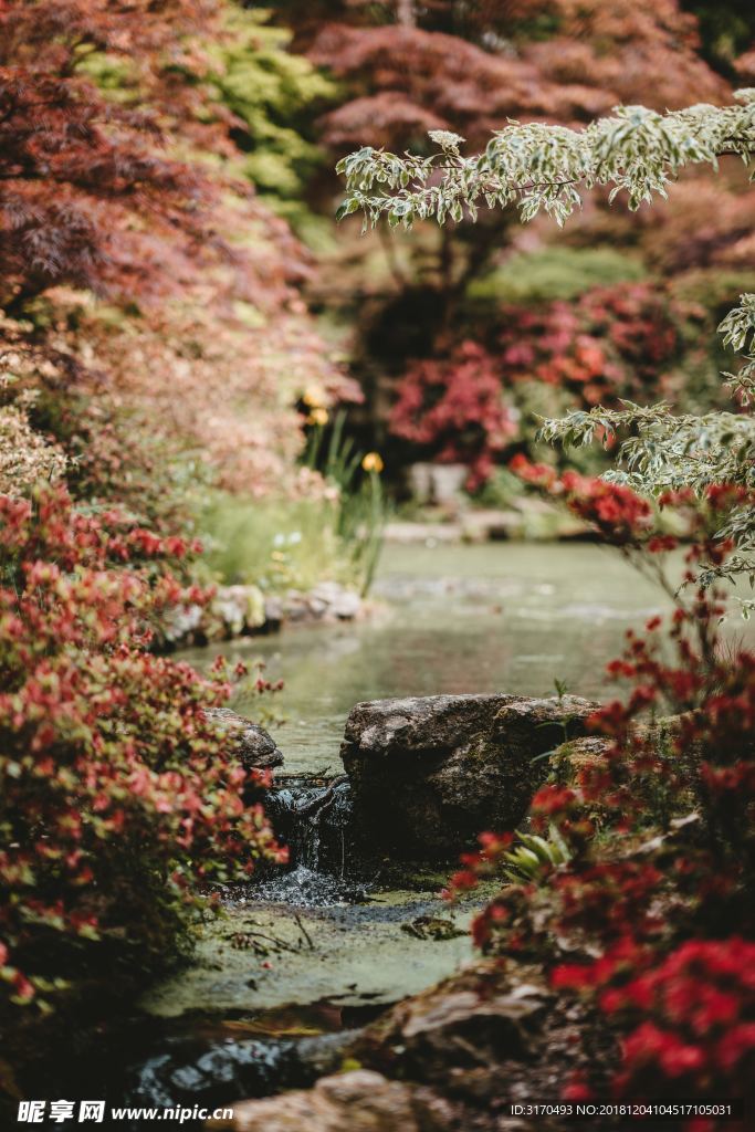 秋天 背景 自然 季节 植物