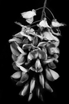 腾花
