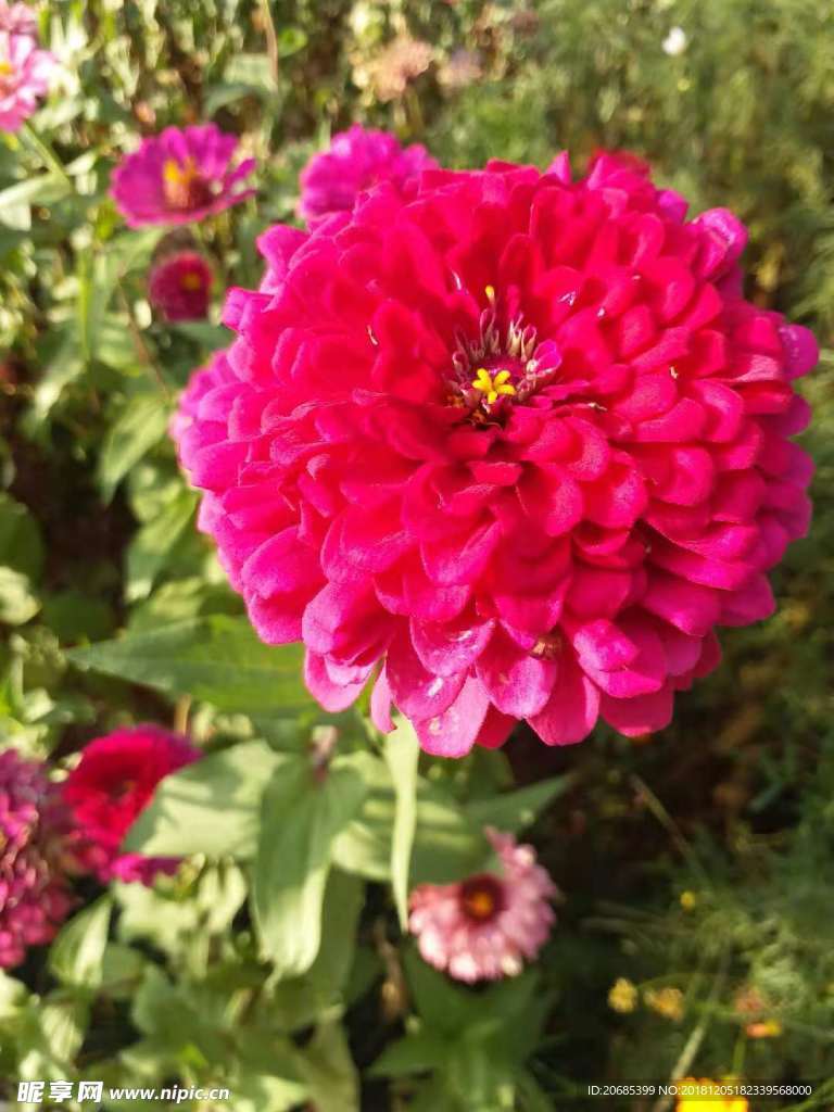 菊花