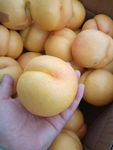 黄金蜜桃