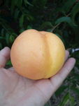 黄金蜜桃