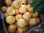 黄金蜜桃