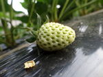草莓