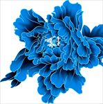 中国风青花瓷图案psd花朵