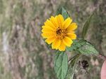 黄色波斯菊