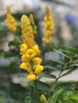 黄色双荚决明