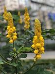 黄色双荚决明