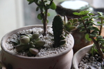多肉植物
