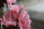 花卉