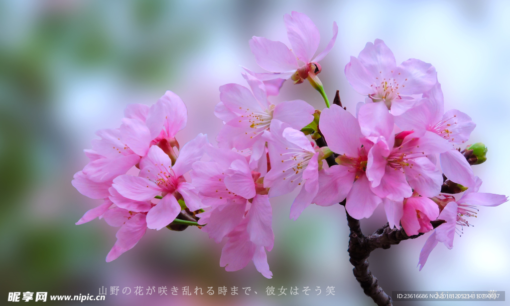 樱花