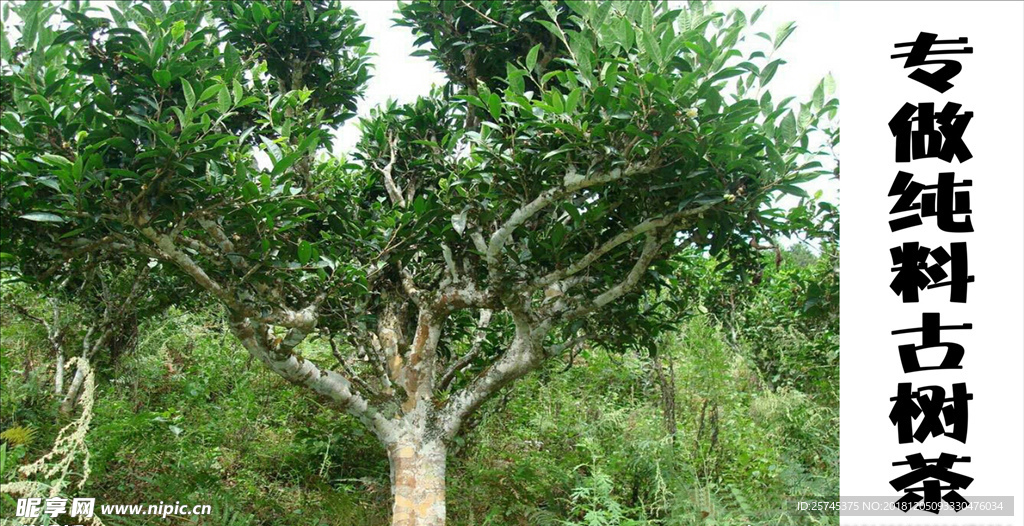 高清古茶树