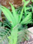 草