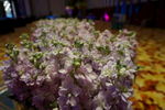 茉莉花