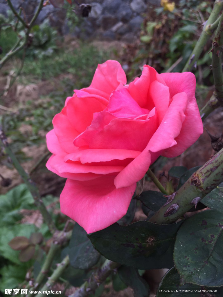 玫瑰花