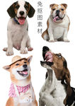 狗素材