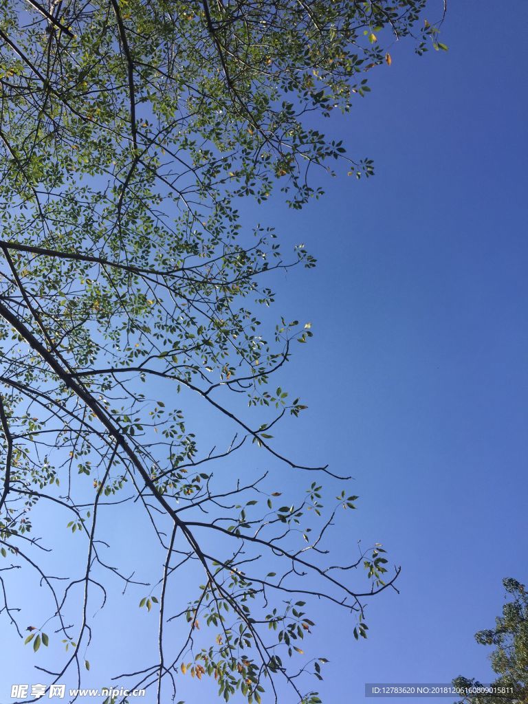 蓝天树叶