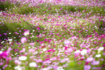 格桑花