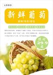葡萄海报