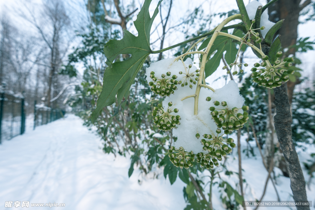 雪景