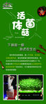活体菌菇