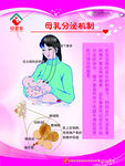 母乳分泌机制