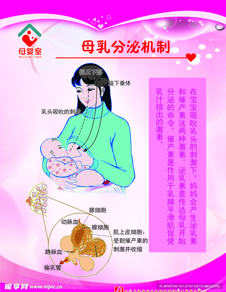 母乳分泌机制