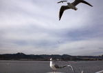 海鸥