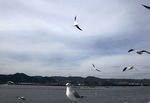 海鸥