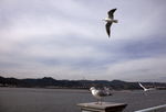 海鸥