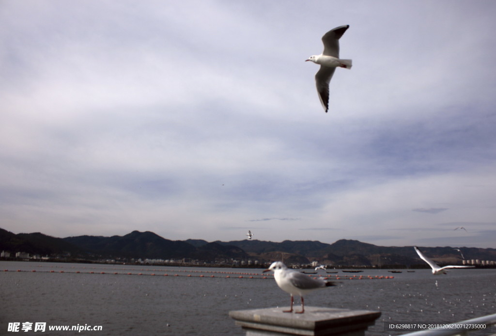 海鸥