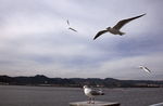 海鸥