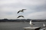 海鸥