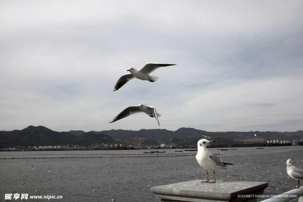 海鸥