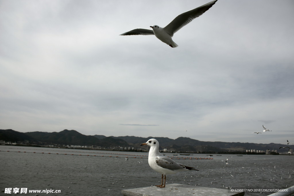 海鸥
