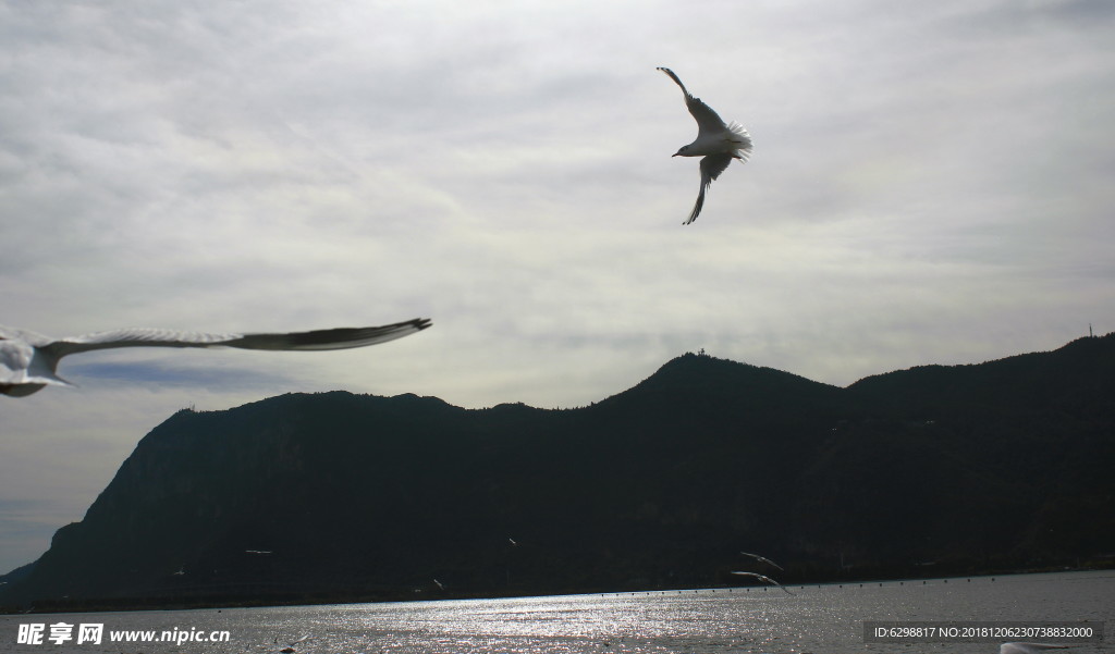 海鸥
