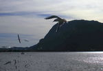 海鸥