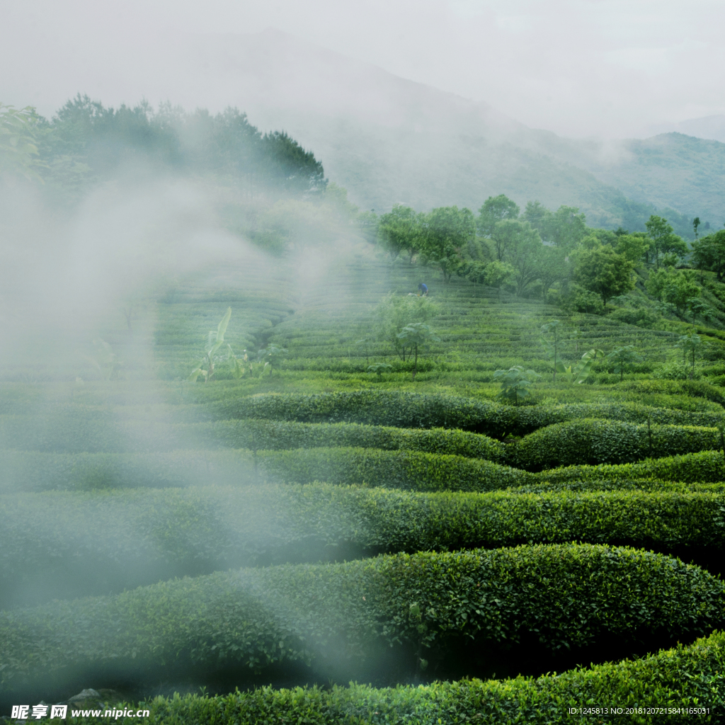 生态茶园