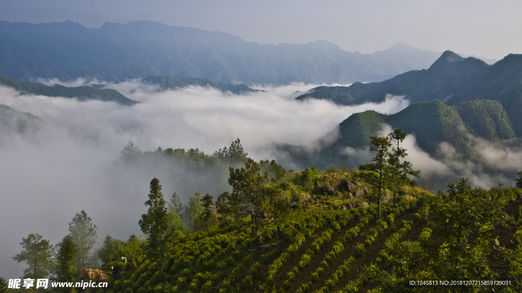 仙寓山茶园